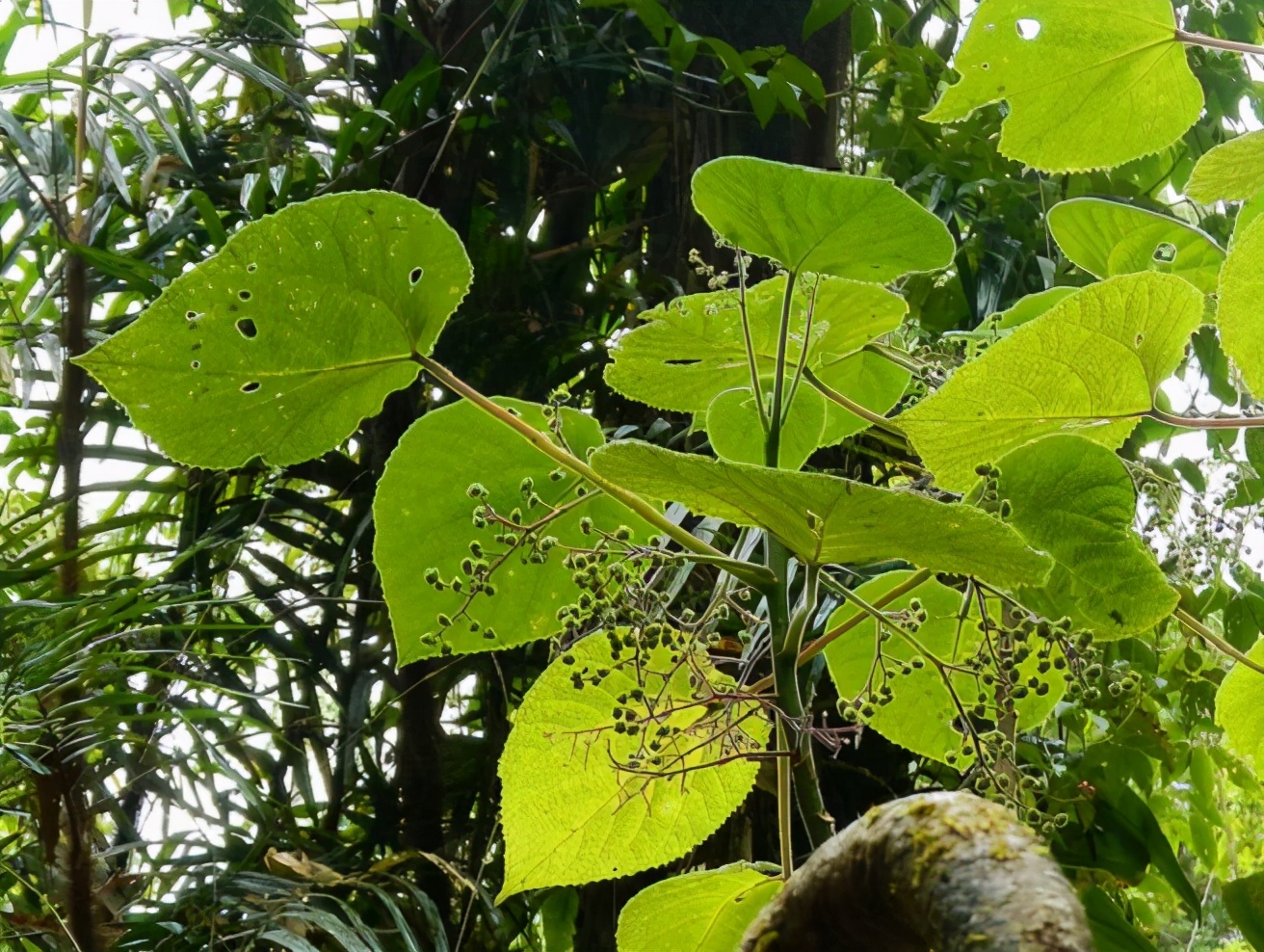 世界上最痛的植物，碰都碰不得，在它面前呼吸都可能会中毒