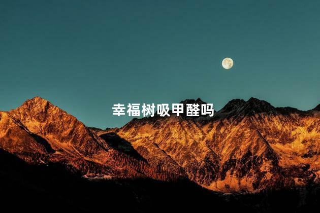 幸福树吸甲醛吗