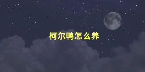 柯尔鸭怎么养