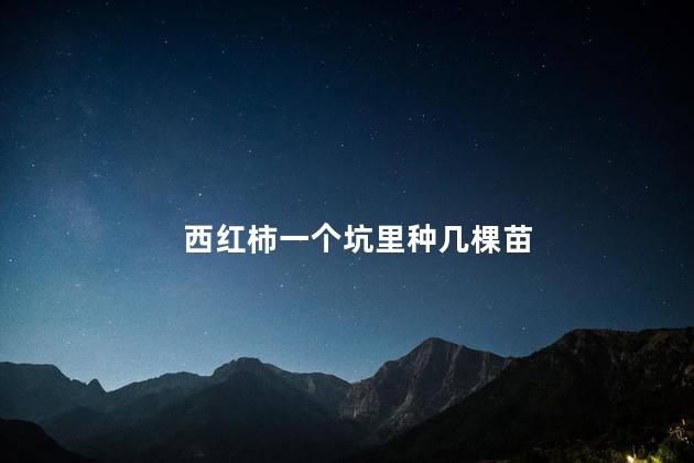 西红柿一个坑里种几棵苗