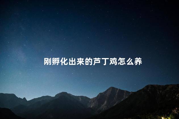 刚孵化出来的芦丁鸡怎么养