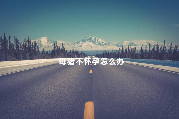 母猪不怀孕怎么办