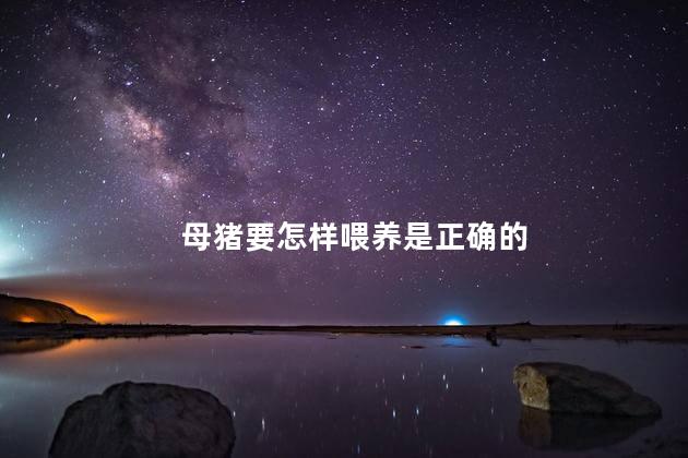 母猪要怎样喂养是正确的