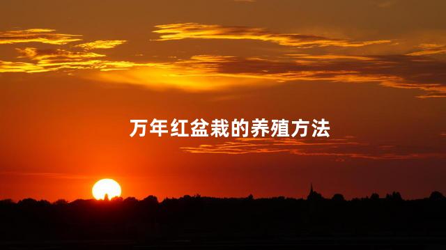 万年红盆栽的养殖方法和注意事项 