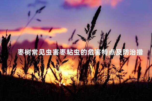 枣树常见虫害枣粘虫的危害特点及防治措施