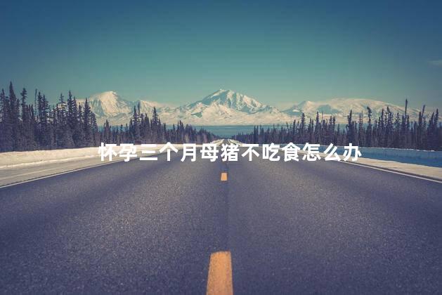 怀孕三个月母猪不吃食怎么办 怀孕母猪不吃食怎么治疗