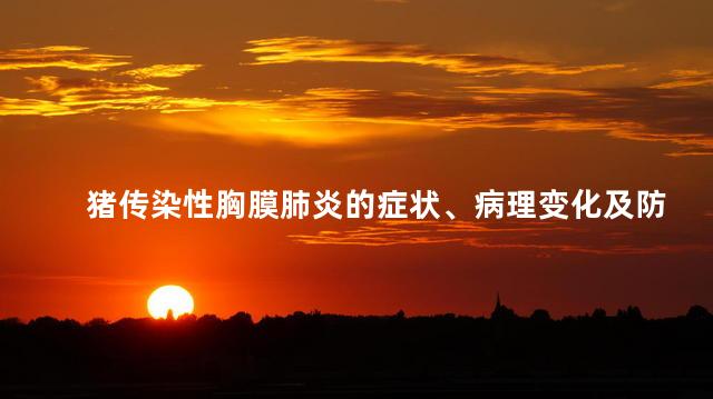 猪传染性胸膜肺炎的症状、病理变化及防治措施 传染性胸膜肺炎最佳治疗
