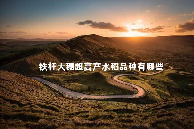 铁杆大穗超高产水稻品种有哪些，矮杆大穗高产水稻品种