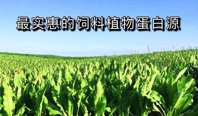 无抗饲料变革，燃爆替抗产业百亿级需求