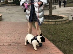 斗牛犬感冒了是什么症状？要知道的法斗感冒常识