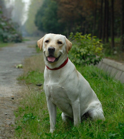 拉布拉多犬感冒的症状和治疗方法