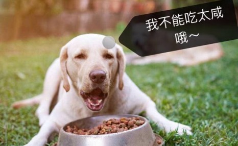 拉布拉多犬不能吃的6种水果，宠主了解一下！