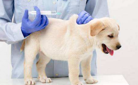 为什么农村的狗狗不打疫苗还是活得好好的？