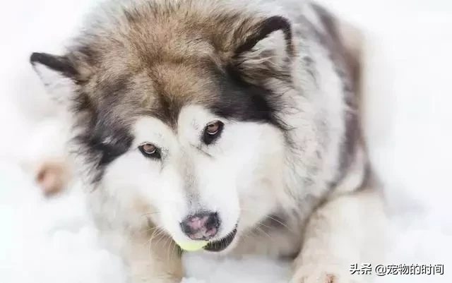 新手如何饲养阿拉斯加犬？教你轻松饲养