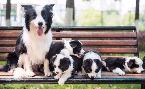 边境牧羊犬价格大盘点