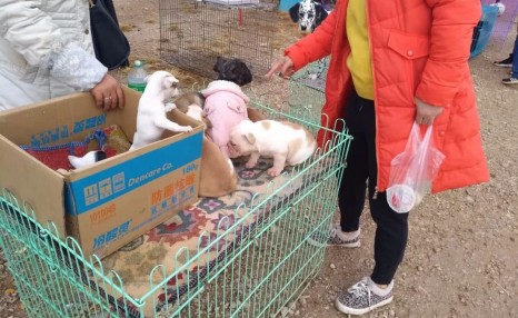 狗市：斗牛犬要价1000元，商贩称只是成本价而已！