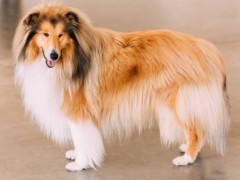 苏格兰牧羊犬多少钱？10大最适合新手饲养的狗狗