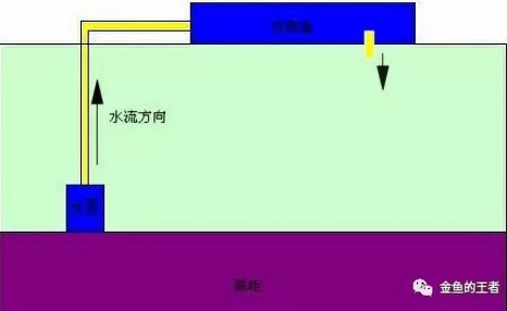 缸养金鱼该如何选择自己需要的过滤系统？（金鱼的王者）