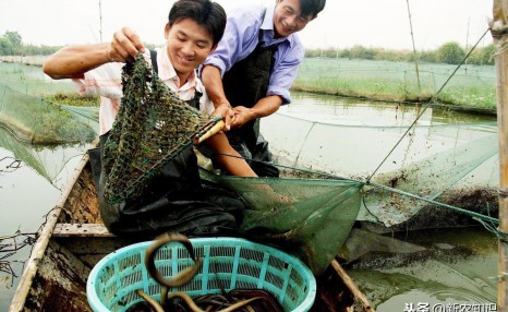 人工养殖黄鳝学问多，精准学习其养殖技术，黄鳝高产养殖技术