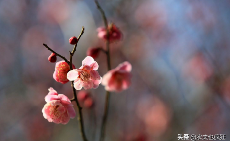 20日迎春分节气，春分是啥意思？俗语春分有雨是丰年有道理吗