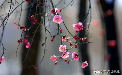 20日迎春分节气，春分是啥意思？俗语春分有雨是丰年有道理吗