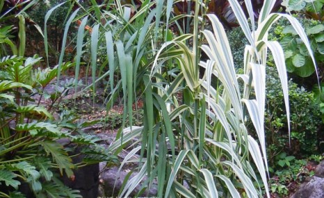 基金项目：花叶芦竹繁殖方法其种植技术和规定