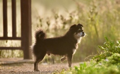 六千只被遗弃小鸡死于马德里机场（遗弃动物犯法吗）