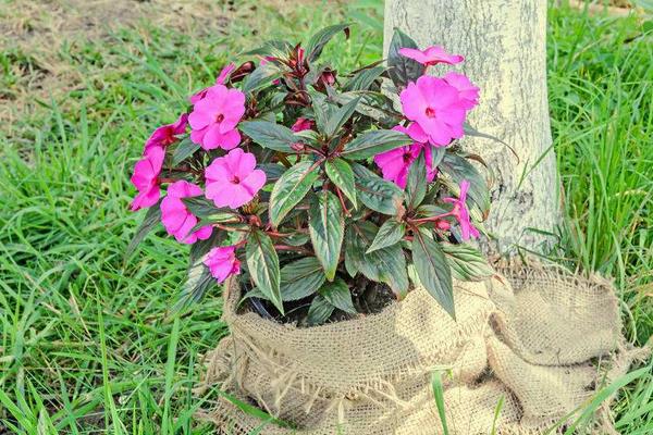 凤仙花种子市场价格多少钱一斤 凤仙花家庭养殖方法