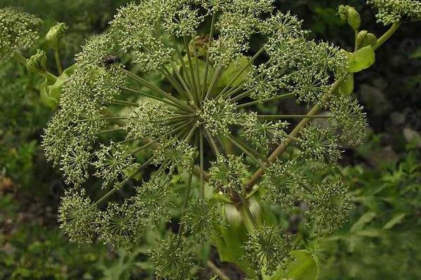 白芷种子市场价格多少钱一斤 白芷种植技术