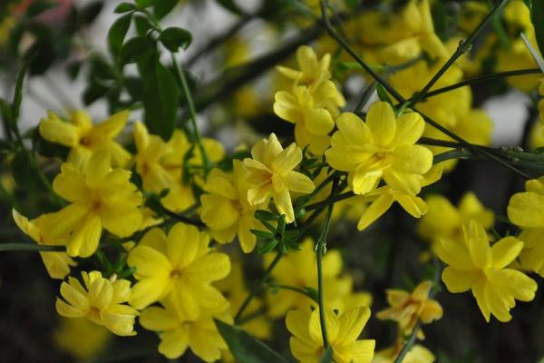 迎春花市场价格多少钱一盆 迎春花的水培方法