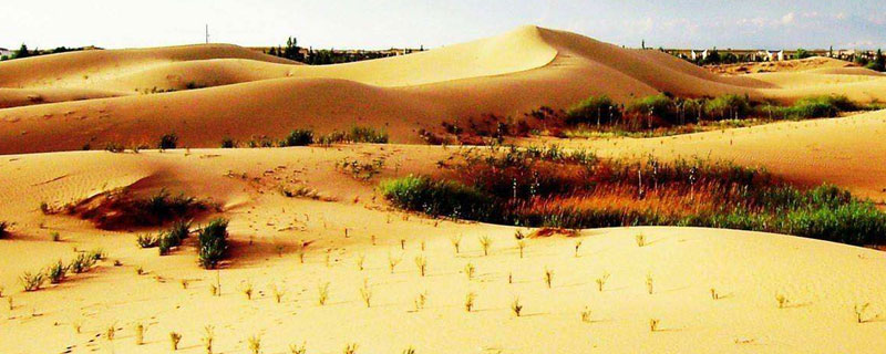 沙漠种植水稻初获成功引发关注，海水稻技术崭露头角
