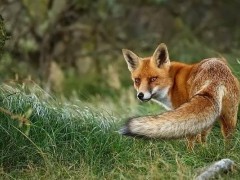 养10组狐狸能赚多少钱?养狐狸的成本和利润