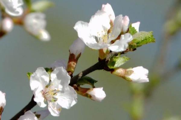 迎春花市场价格多少钱一盆 迎春花的水培方法