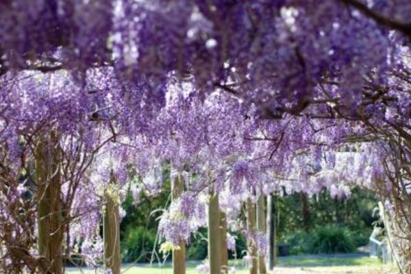 紫藤花种子市场价格多少钱一斤 紫藤花种子怎么种