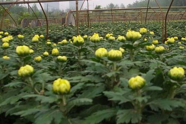 菊花苗市场价格多少钱一棵 菊花苗怎么种