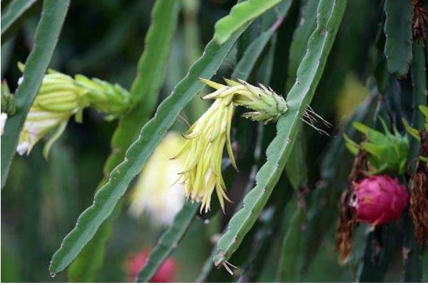 火龙果种植成本与利润