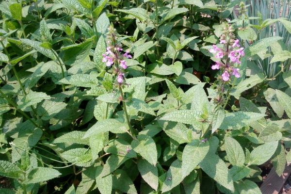 甘露子市场价格多少钱一斤 甘露子的种植时间