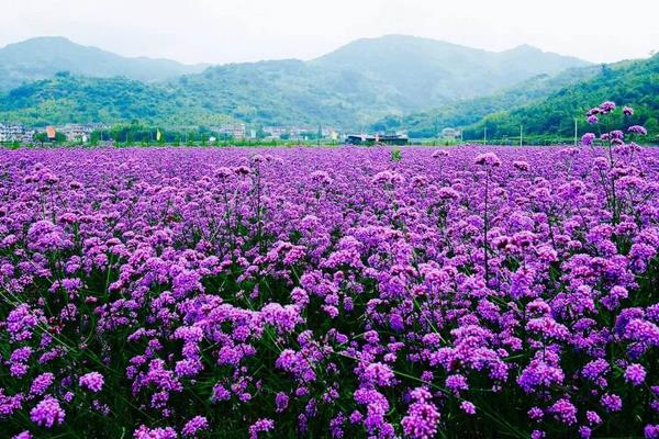 马鞭草市场价格多少钱一斤 马鞭草怎么种