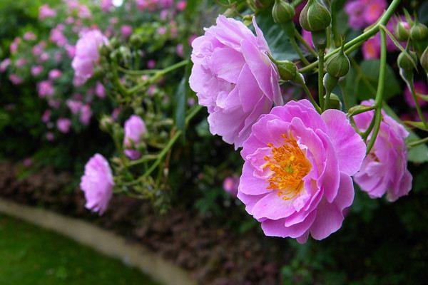 蔷薇花种子市场价格多少钱一斤 蔷薇花种子怎么种