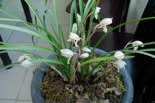 蕙兰花市场价格多少钱一盆 蕙兰花怎么进行分株繁殖