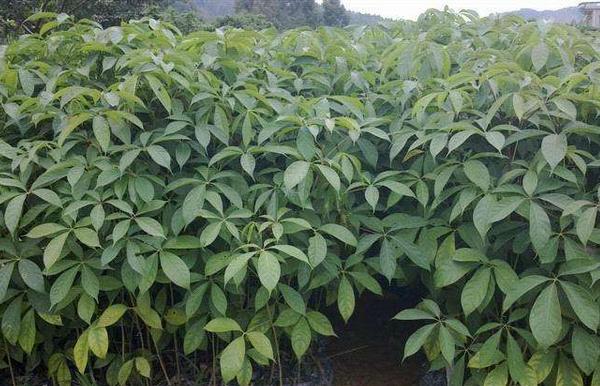 木棉花种子市场价格多少钱一斤 木棉花种子怎么种植