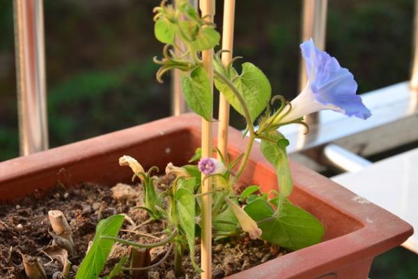 牵牛花种子市场价格多少钱一斤 牵牛花的养殖方法