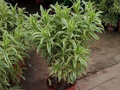 百合竹市场价格多少钱一盆,百合竹的家庭盆栽养