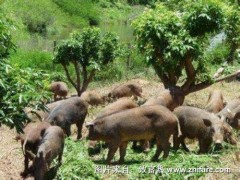 养10头野猪能赚多少钱?养野猪的成本和利润