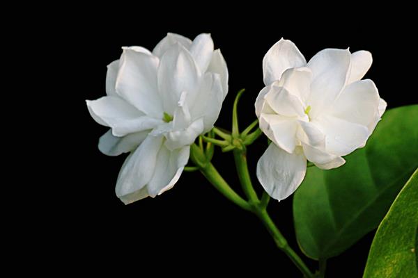 茉莉花种子市场价格多少钱一斤 茉莉花种子怎么种