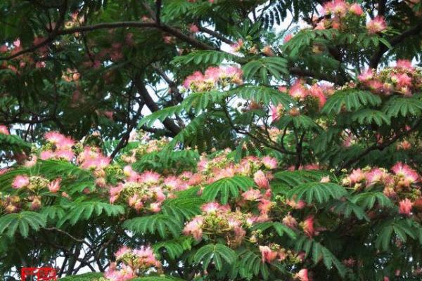 合欢花种子市场价格多少钱一斤 合欢花的种植技术