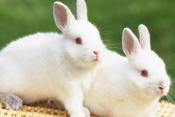 养1000只兔子能赚多少钱？养兔子的成本和利润 