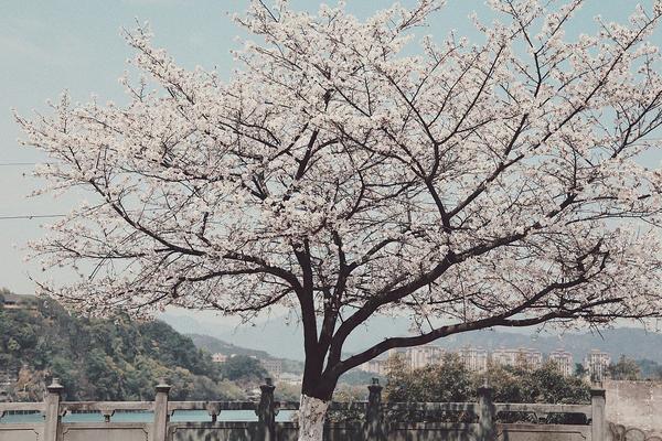 樱花树苗市场价格多少钱一棵 樱花树有哪些价值