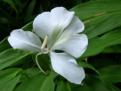 白蝴蝶花市场价格多少钱一盆,,白蝴蝶花的主要价