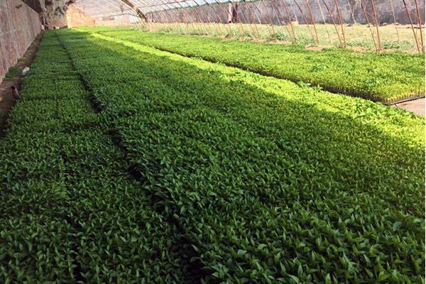 芹菜种子市场价格多少钱一斤